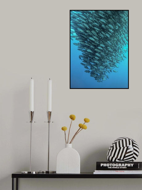 Schooling Jackfishes Poster och Canvastavla