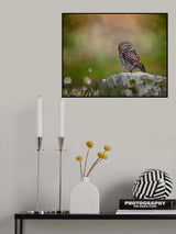 Owl resting on the stone Poster och Canvastavla