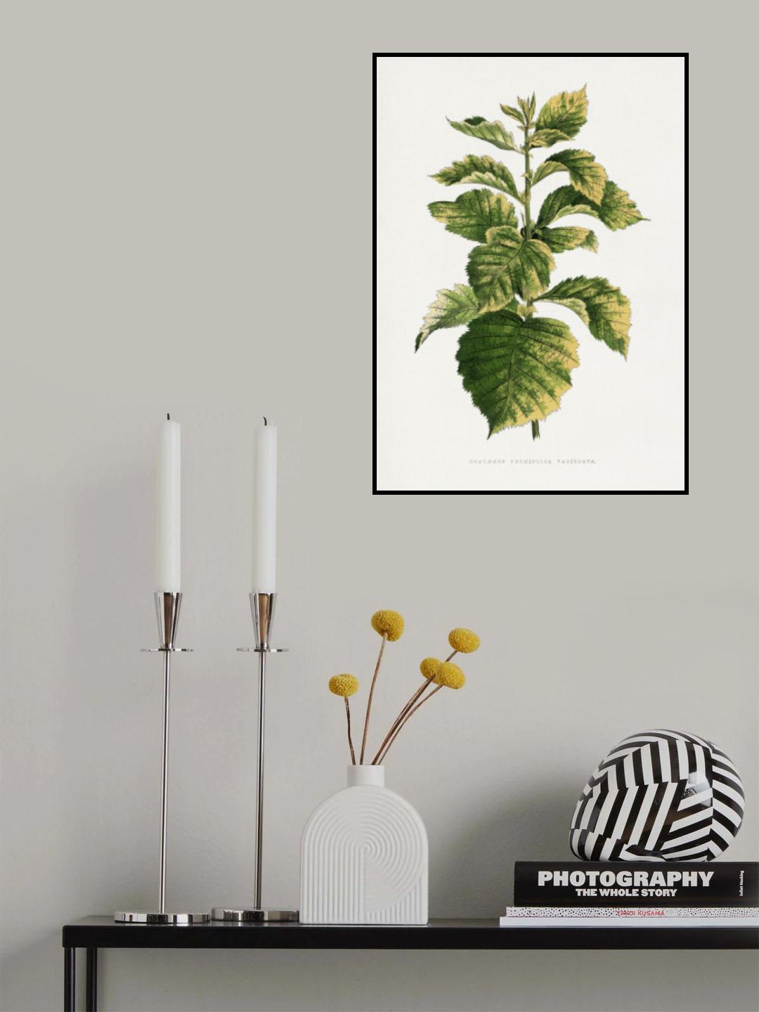 Common Hawnthorn Leaf Illustration Poster och Canvastavla