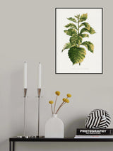 Common Hawnthorn Leaf Illustration Poster och Canvastavla