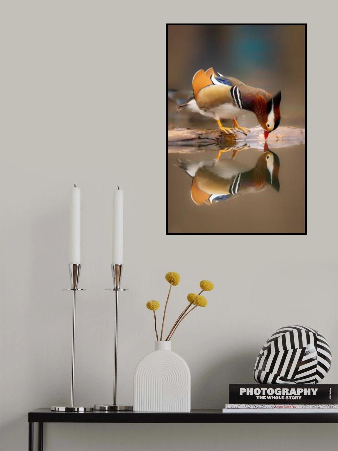 Mandarin dock, drinking and reflection Poster och Canvastavla