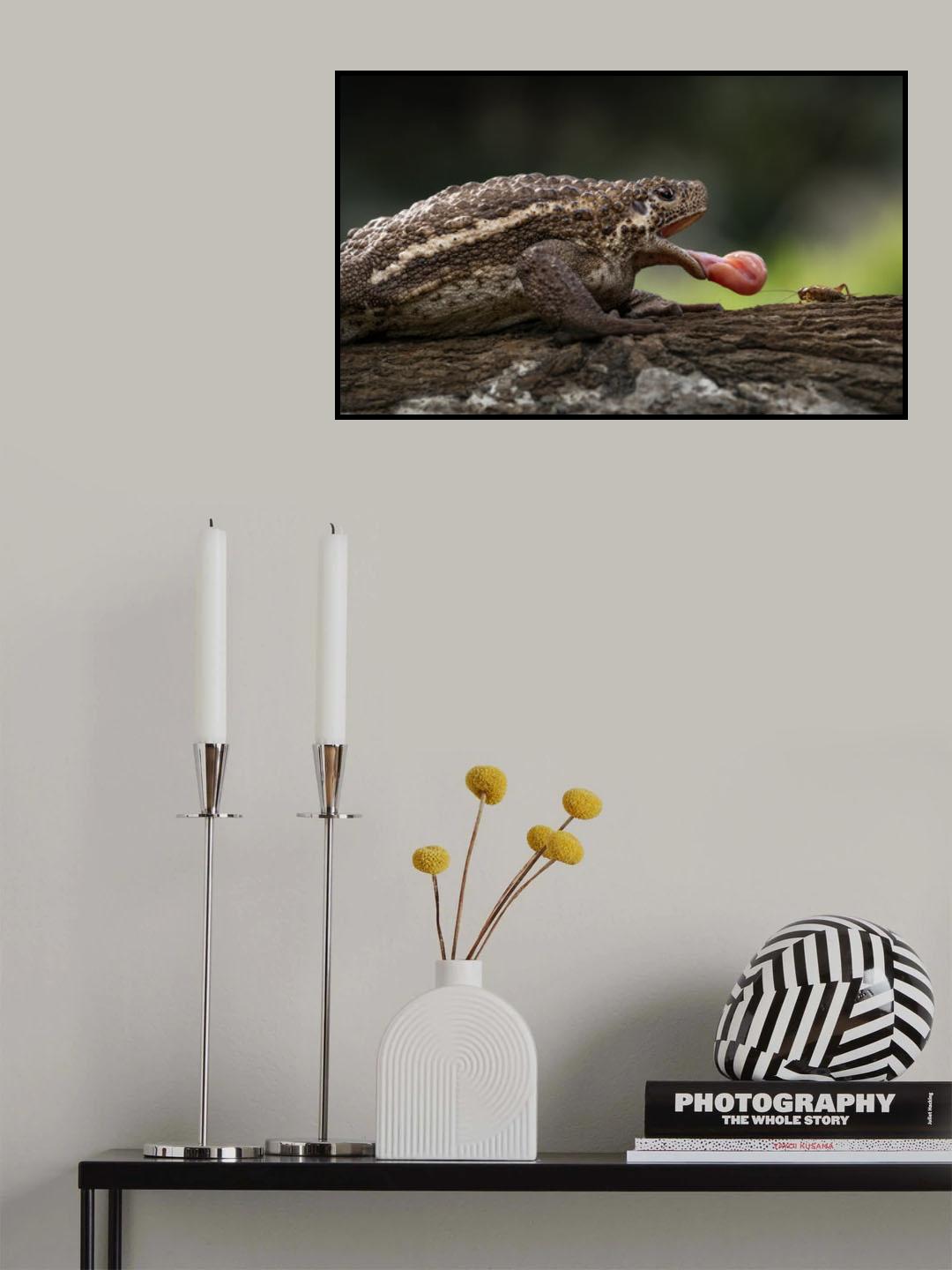 Pseudobufo Subaster Poster och Canvastavla