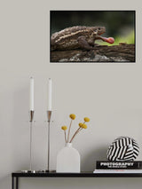 Pseudobufo Subaster Poster och Canvastavla