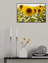 sunflowers on a sunny day Poster och Canvastavla