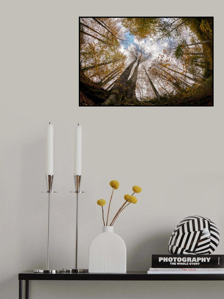 Forest Poster och Canvastavla