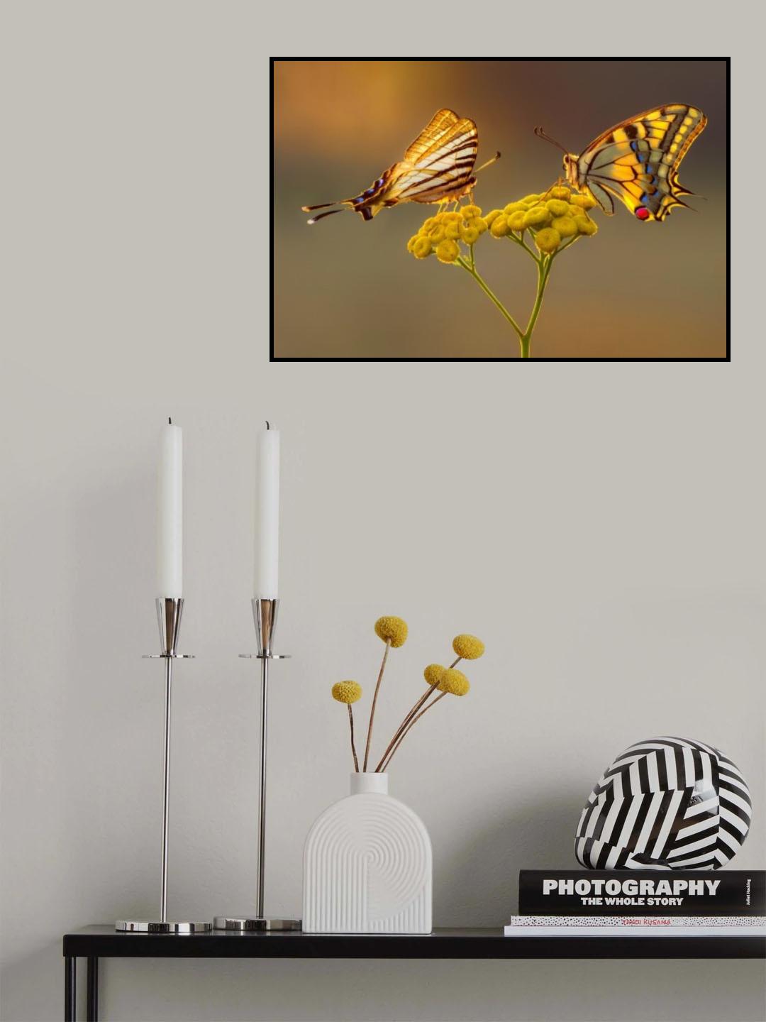Swallowtail beauty contest Poster och Canvastavla