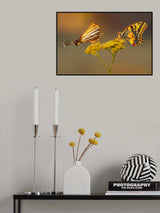 Swallowtail beauty contest Poster och Canvastavla