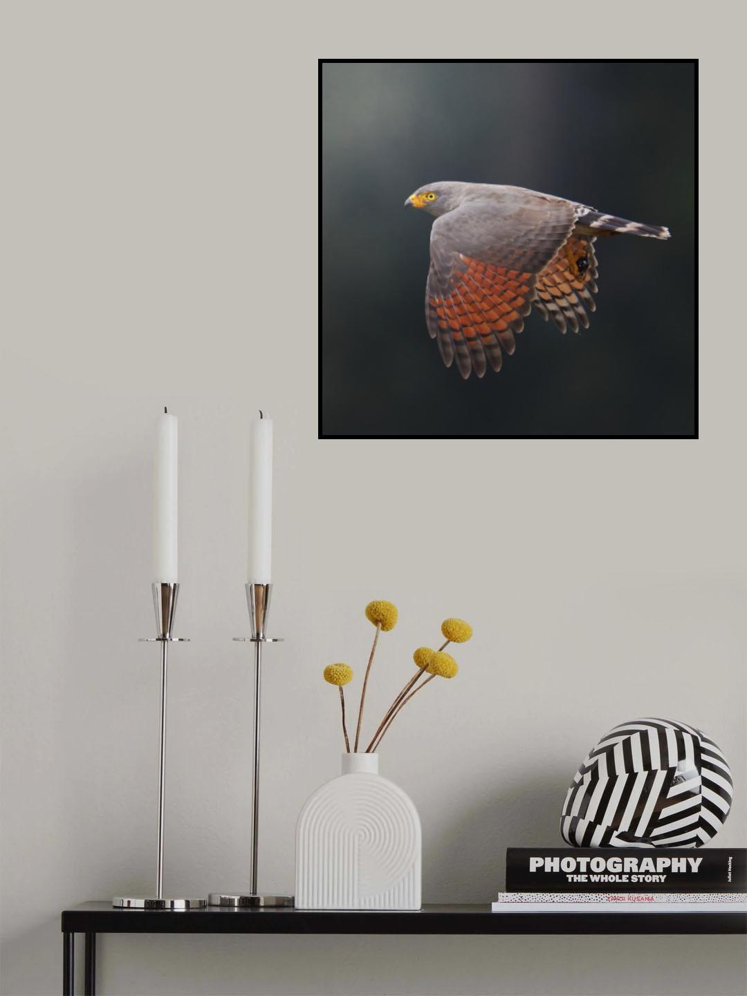 Rupornis magnirostris Poster och Canvastavla