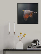 Rupornis magnirostris Poster och Canvastavla