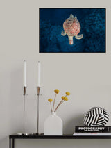 Green turtle on blue water Poster och Canvastavla