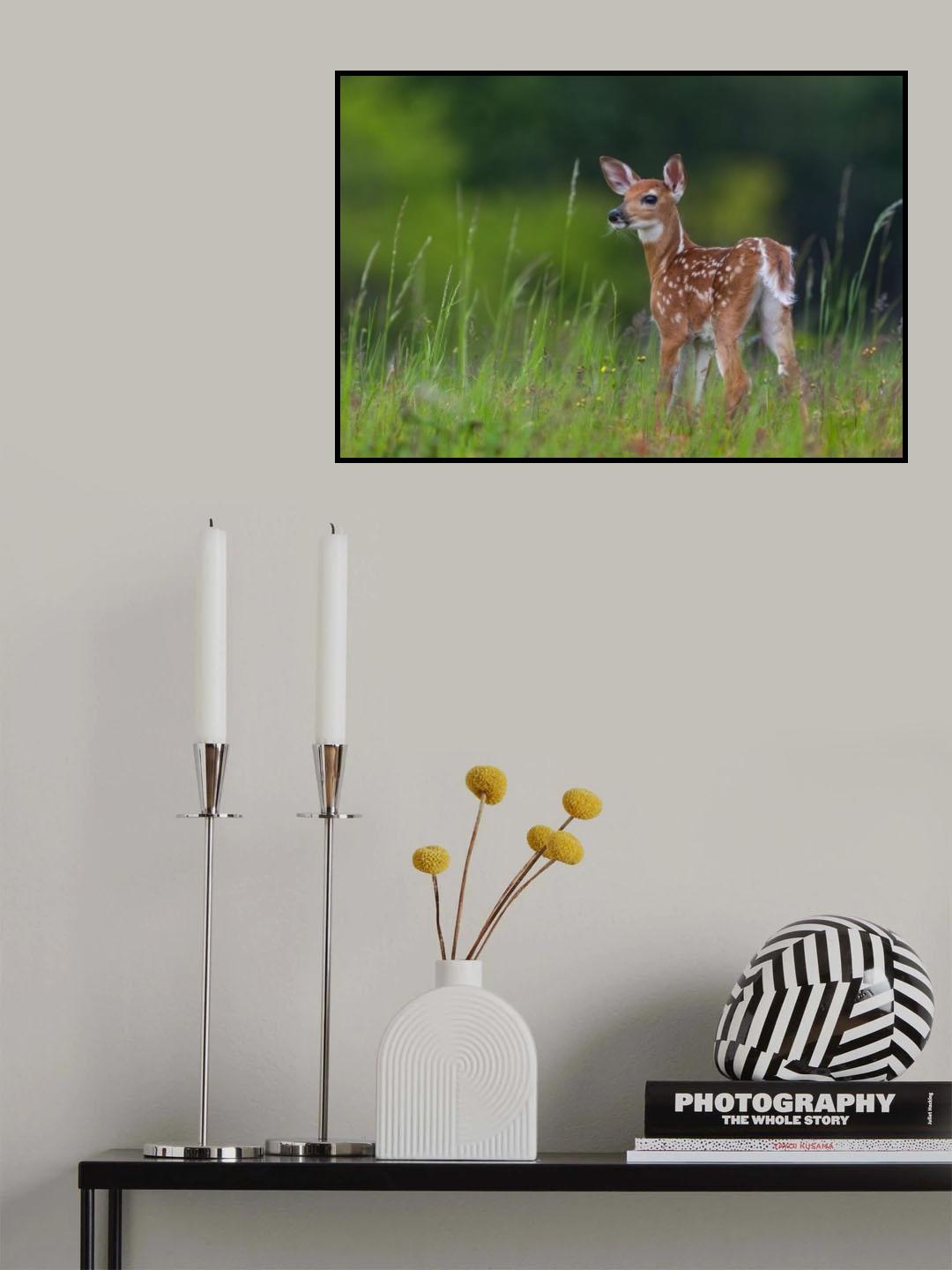 Spring Fawn Poster och Canvastavla