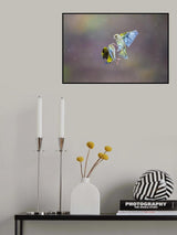 Fight in the rainbow Poster och Canvastavla