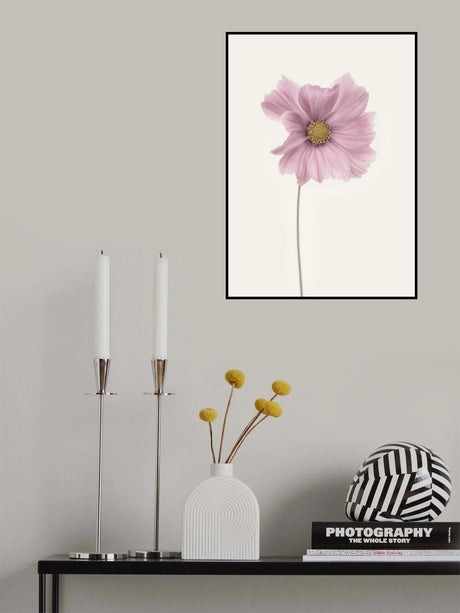Cosmos flower Poster och Canvastavla