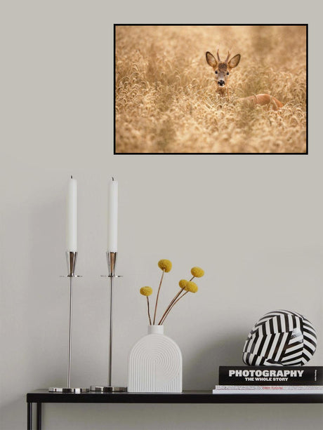 Deer in the field Poster och Canvastavla