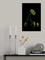 Green hydrangeas Poster och Canvastavla