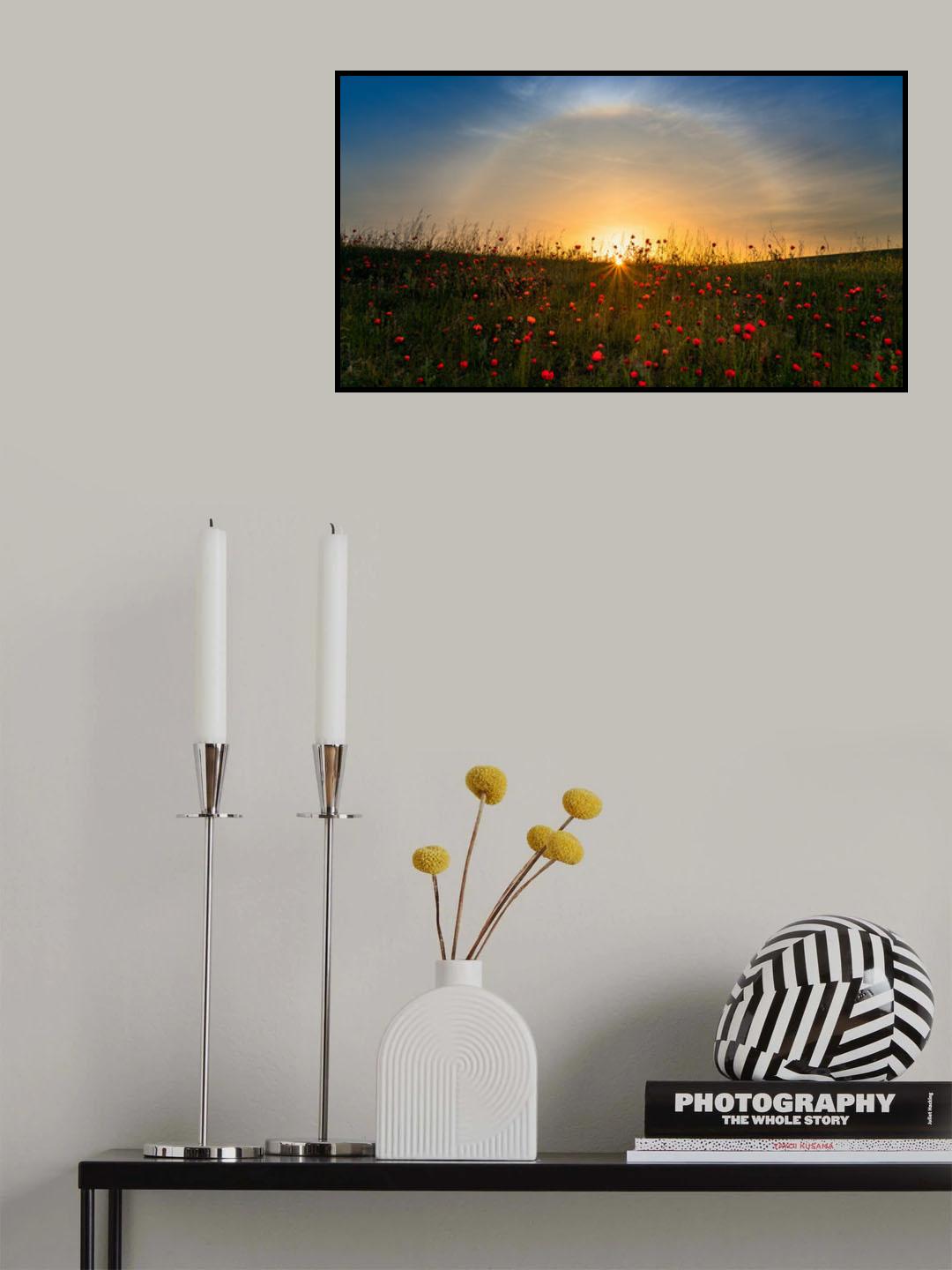 Red poppies and sunrise Poster och Canvastavla