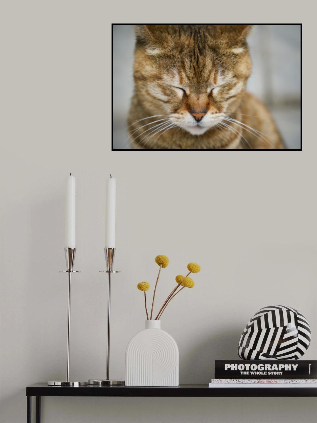 tabby cat Poster och Canvastavla