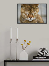 tabby cat Poster och Canvastavla