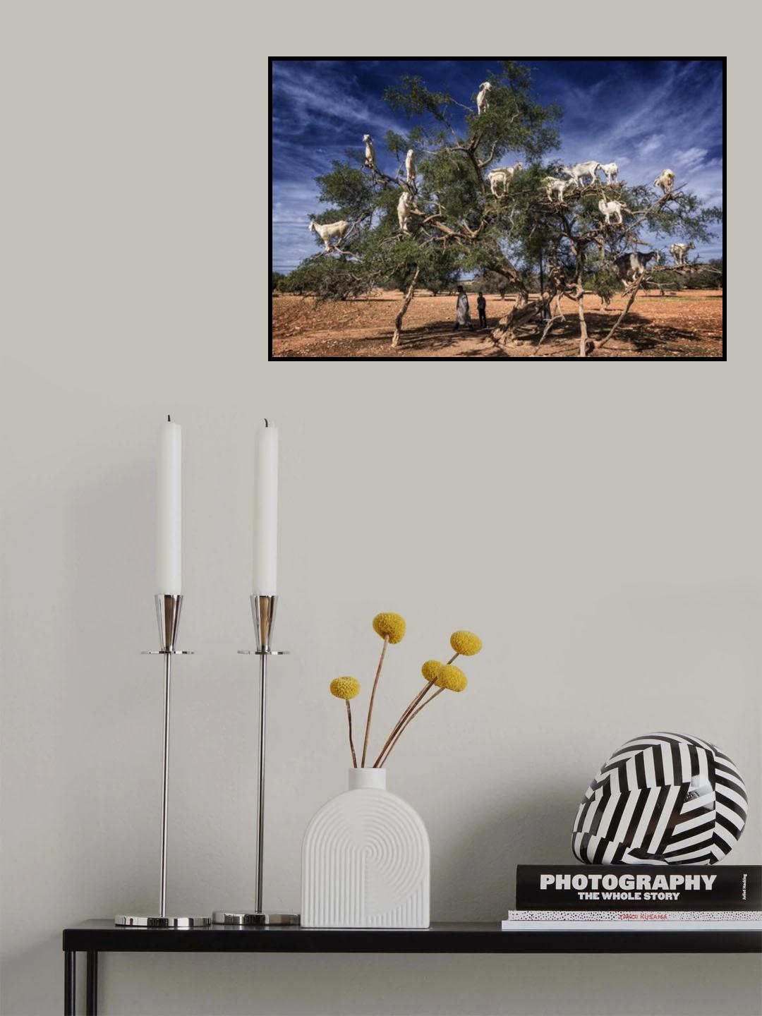 goats on the argan tree Poster och Canvastavla