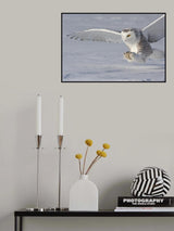 The white hunter Poster och Canvastavla