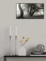 Pine Grove in Fog-1 Poster och Canvastavla