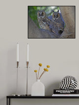 Long-eared Owl's Poster och Canvastavla