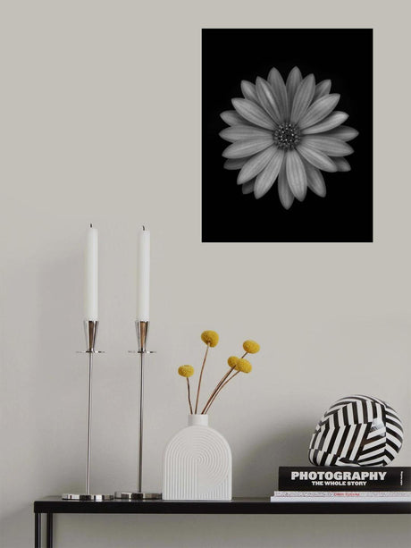 Osteospermum Poster och Canvastavla