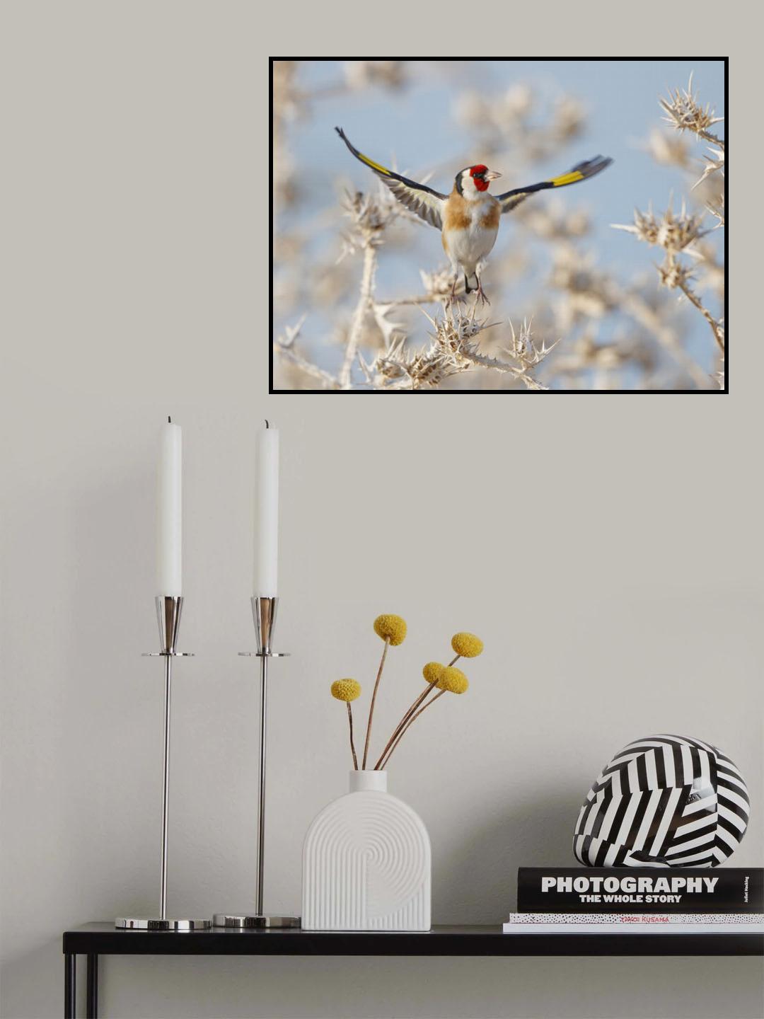 Goldfinch - Parachute Poster och Canvastavla