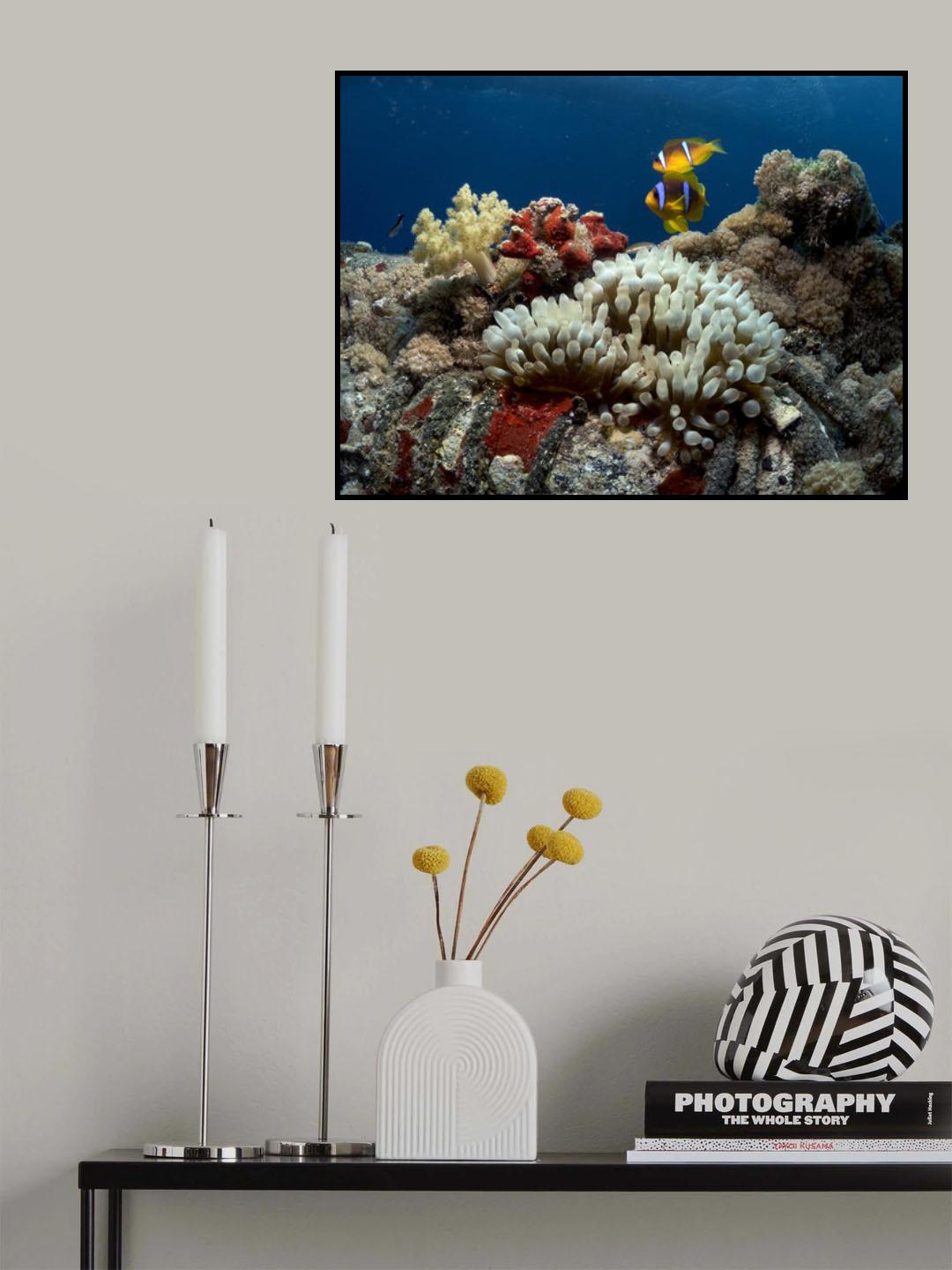 Anemone and Anemonefish Poster och Canvastavla