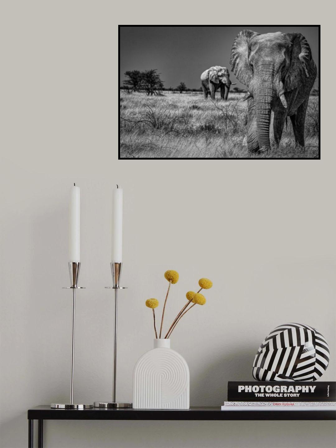 Elephant fields Poster och Canvastavla