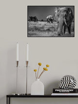 Elephant fields Poster och Canvastavla