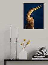Anhinga portrait Poster och Canvastavla