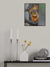Fox squirrel Poster och Canvastavla