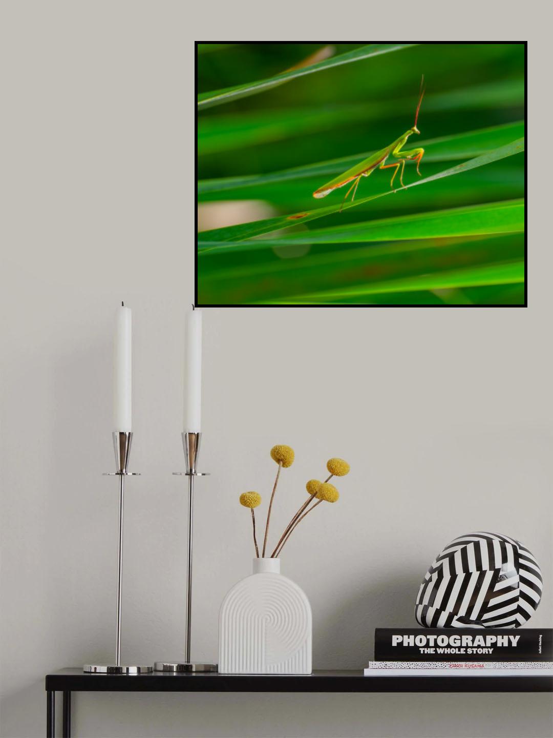 Mantis Poster och Canvastavla