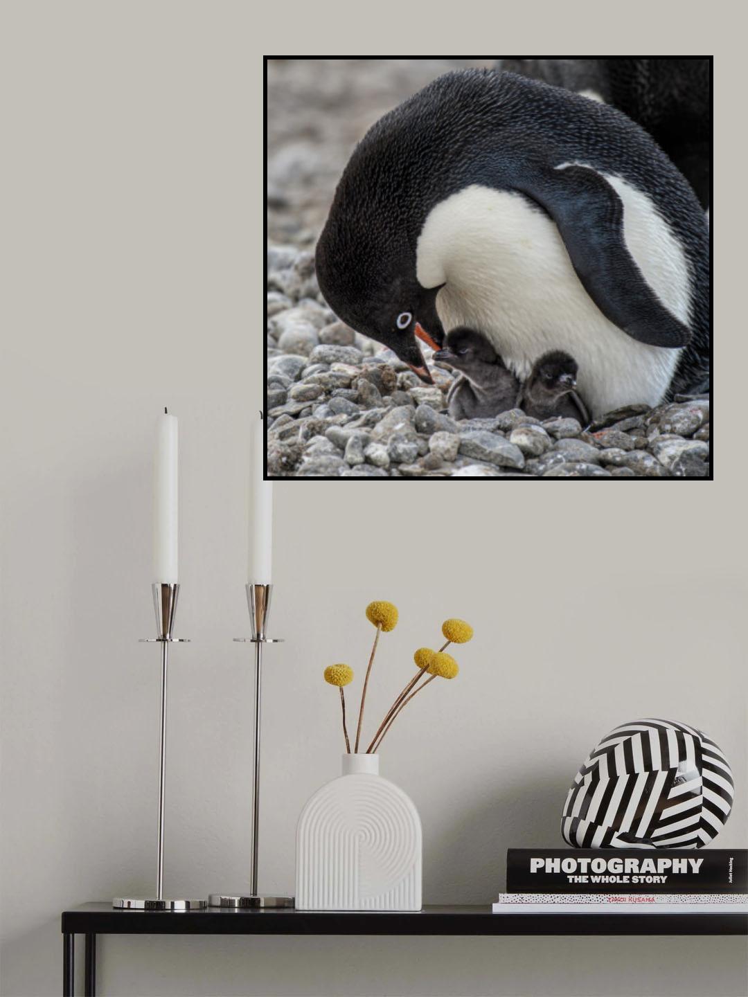 Tender Moment - Adélie Penguin Poster och Canvastavla
