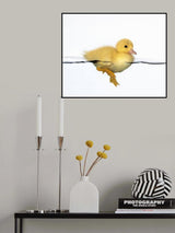 Patito amarillo Poster och Canvastavla