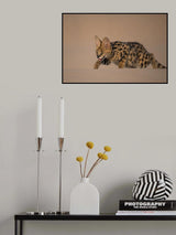 the serval Poster och Canvastavla