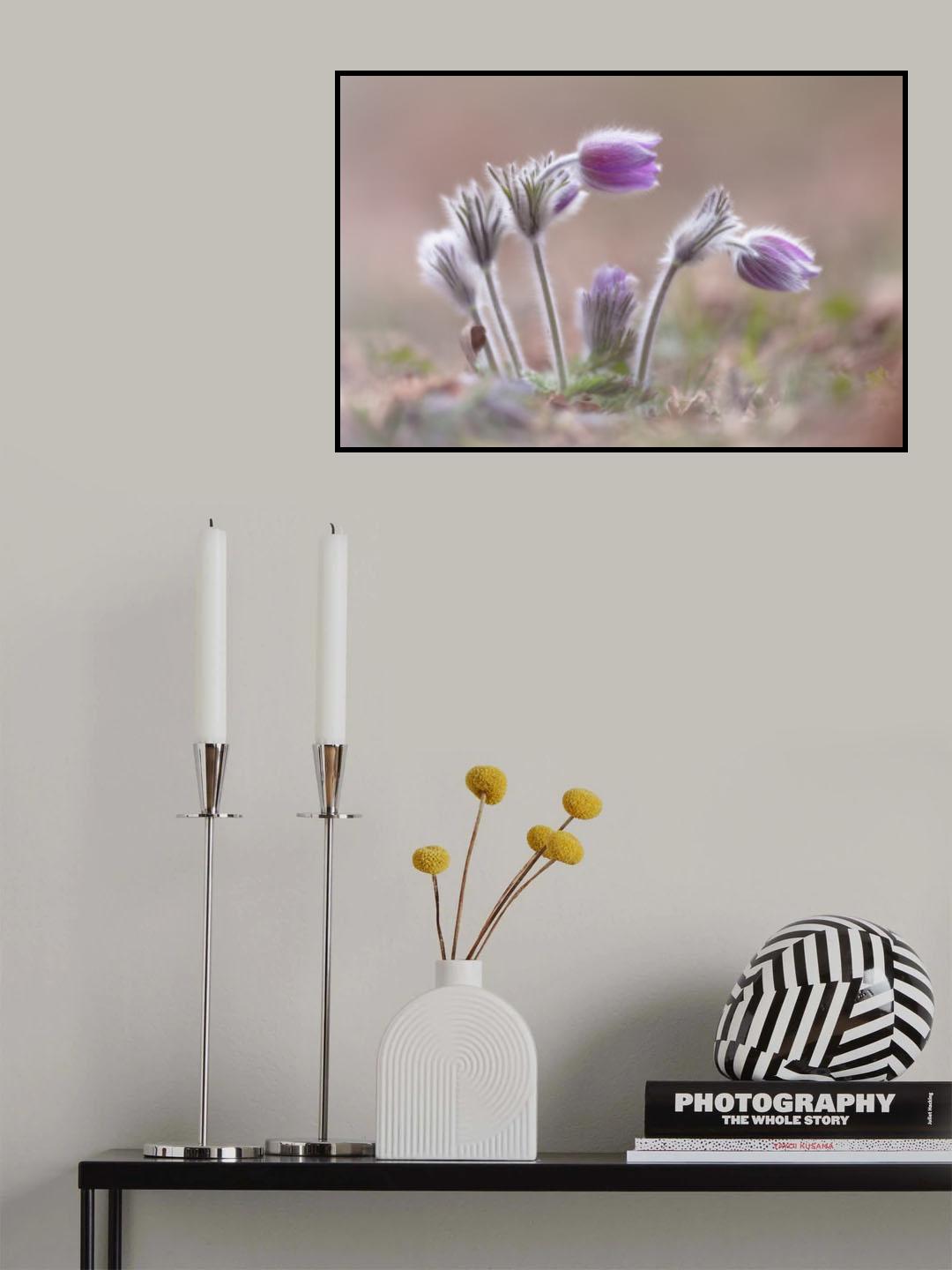 Mountain Pasqueflower Poster och Canvastavla