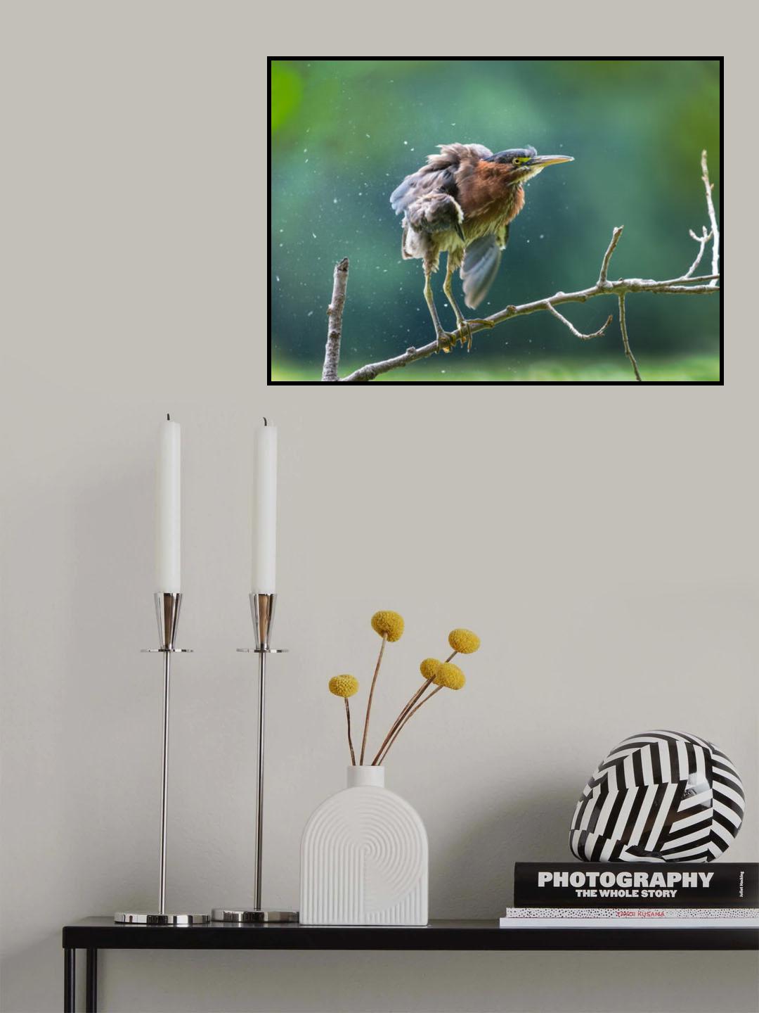 Green Heron Shaking Off Poster och Canvastavla
