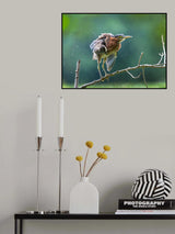 Green Heron Shaking Off Poster och Canvastavla