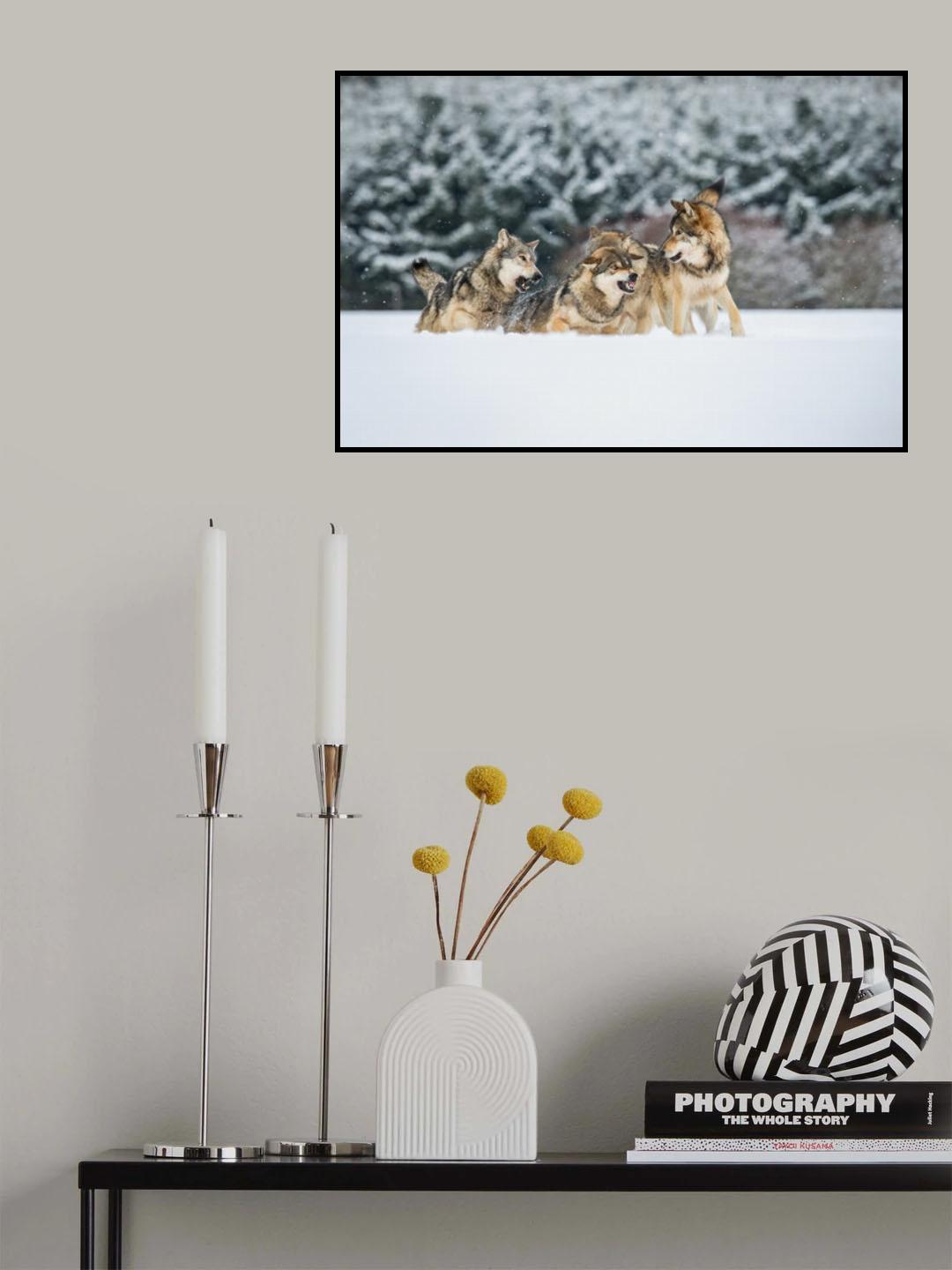 Wolves discuss, Canis lupus, confusion in the pack Poster och Canvastavla