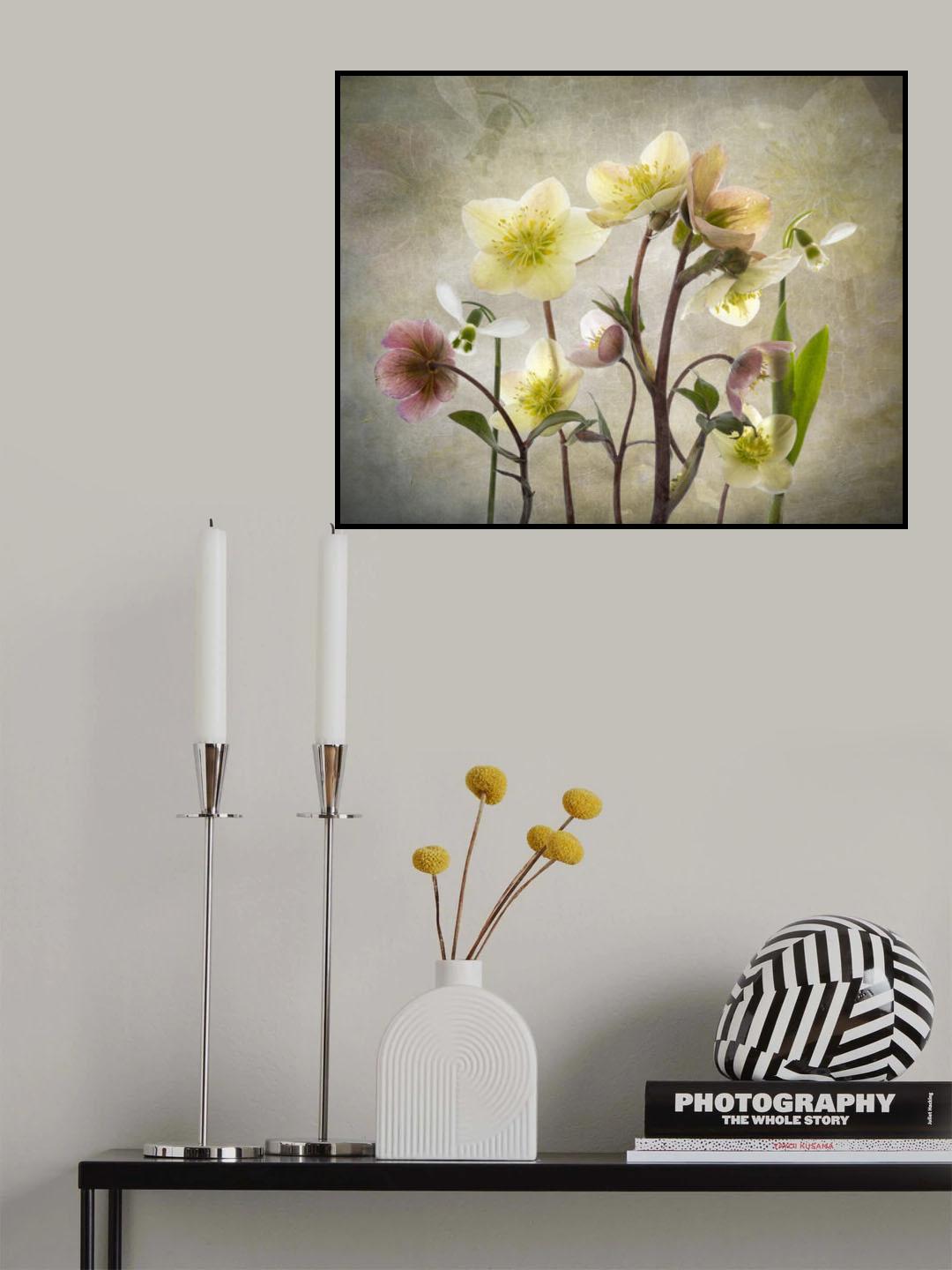Hellebore Garden Poster och Canvastavla