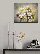 Hellebore Garden Poster och Canvastavla