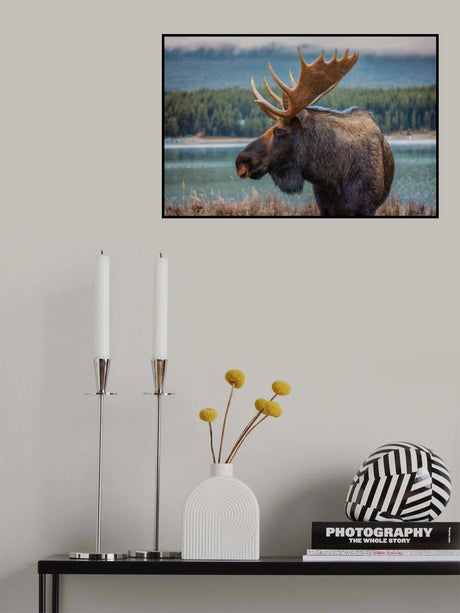 Moose Poster och Canvastavla