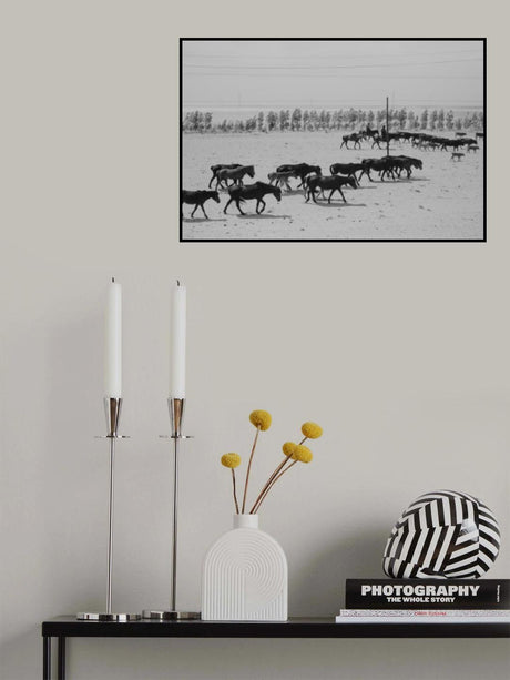 Altay Horses Poster och Canvastavla