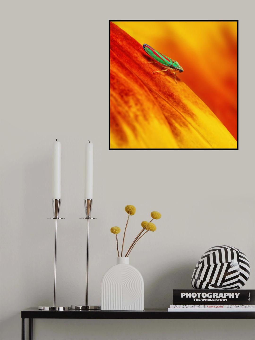 Candy-striped Leafhopper Poster och Canvastavla