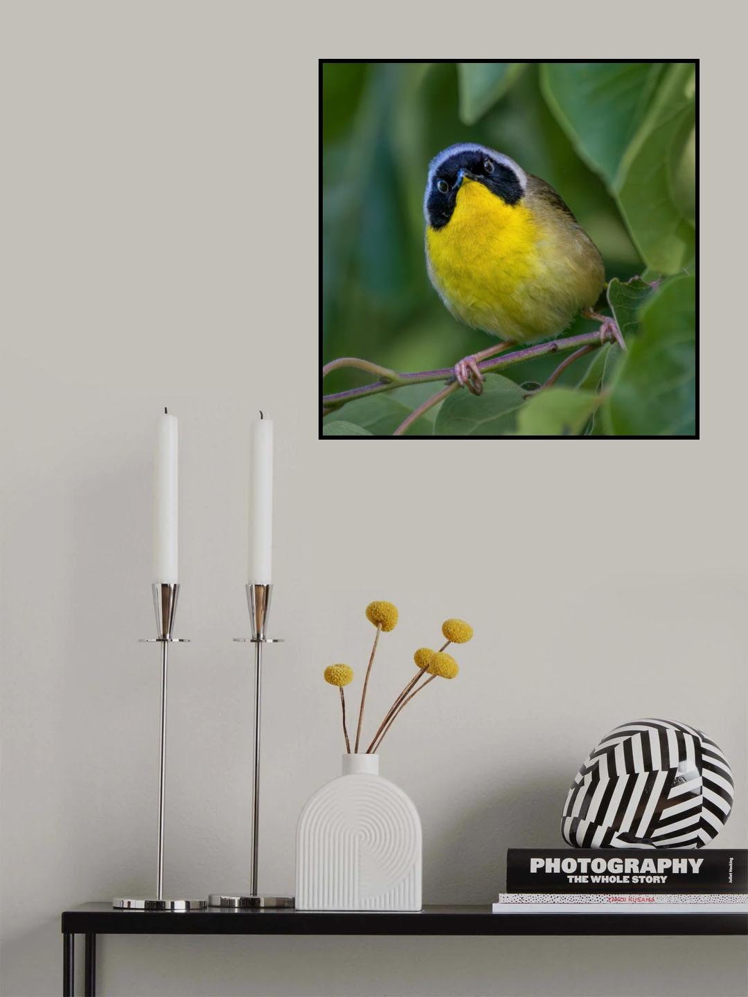 Common Yellowthroat Poster och Canvastavla
