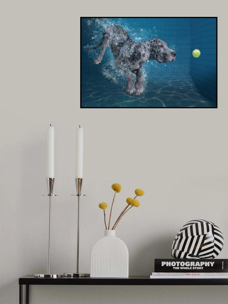 SplashDog Poster och Canvastavla