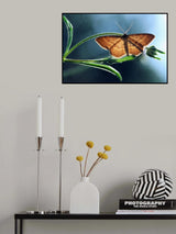 Geometer moth Poster och Canvastavla
