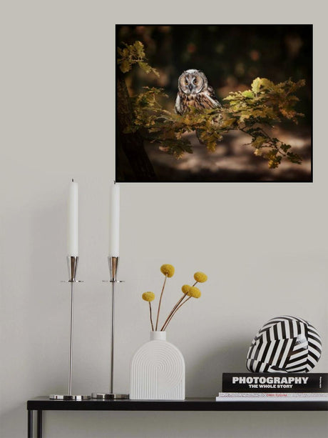 Long eared owl Poster och Canvastavla